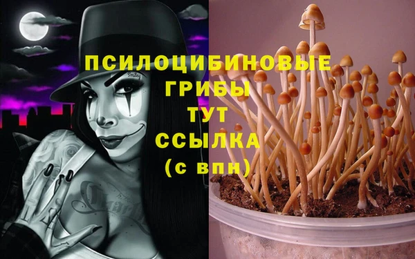 гашик Аркадак
