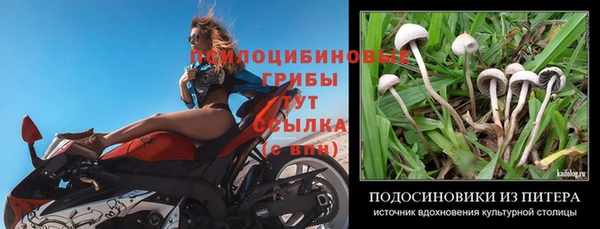 прущие грибы Армянск